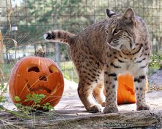 a cat standing next to a carved pumpkin