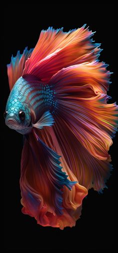 an orange and blue fish on a black background