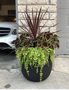 a large potted plant sitting in front of a white car