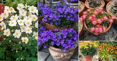 several different types of flowers in pots on the ground