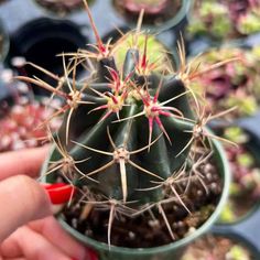 a person is holding a small cactus in a pot with other plants behind it and on the ground