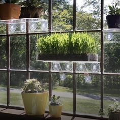 some plants are sitting on a window sill