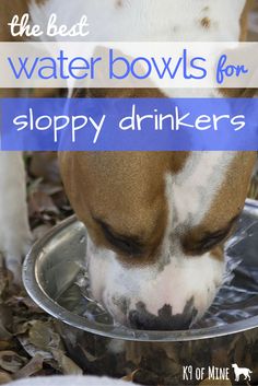 a brown and white dog drinking water from a metal bowl