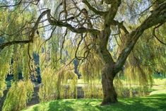 a large tree sitting next to a lush green field