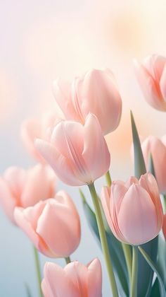 pink tulips are blooming in the sunlight