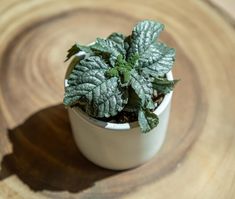 a small potted plant sitting on top of a wooden table next to a slice of wood