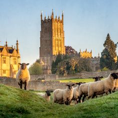 a herd of sheep standing on top of a lush green field next to a castle