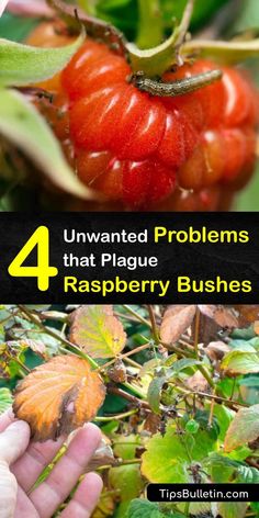 the four images show different types of berries and leaves with text overlay that reads, 4 unwanted problems that plague raspberry bushes