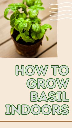 a potted basil plant with the words how to grow basil indoors on top of it