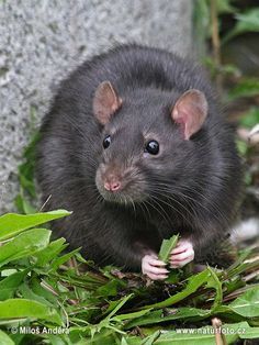 a black rat sitting on top of grass next to a rock and green plant leaves