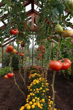 many tomatoes are growing on the vine in an open area with yellow and red flowers