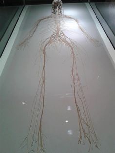 an image of a human body with roots on the floor in a museum display case