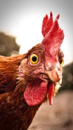 a close up of a rooster's head with an orange and yellow eye looking at the camera