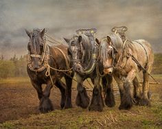 two draft horses pulling a plow in a field