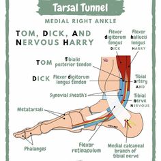 an image of a diagram of the foot and tendor system in human body anatomy