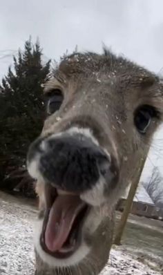 an animal with its mouth open and snow on it's face, looking at the camera