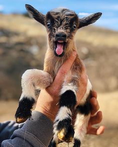 a person holding a baby goat in their hands