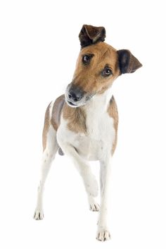 a small brown and white dog standing up