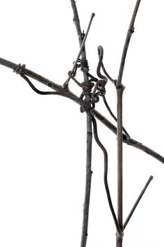 an image of a tree branch with no leaves