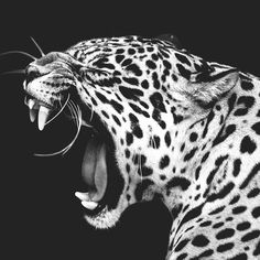 a black and white photo of a leopard with its mouth open