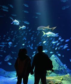 two people standing in front of an aquarium looking at the fish swimming around them,