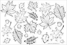 leaves and acorns for fall coloring pages