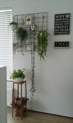 some plants are hanging on the wall in front of a window and a table with a potted plant