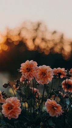 some pink flowers in front of a sunset with the sun setting behind them and trees in the background