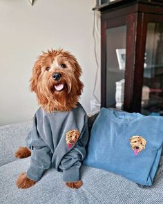 a brown dog sitting on top of a couch next to a blue pillow and t - shirt