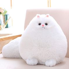 a white fluffy cat sitting on top of a chair