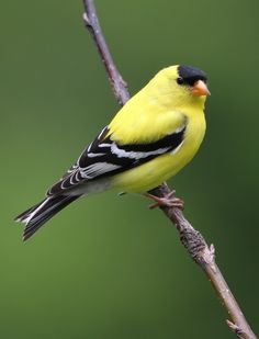 a yellow and black bird sitting on top of a tree branch