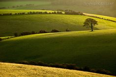 a lone tree stands in the middle of a green rolling hillside area with trees on either side