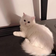 a white cat sitting on top of a table