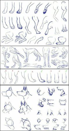 the steps in how to draw a dog's legs