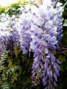 purple flowers are growing on the side of a wall with greenery in the background