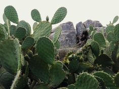 many green cactus plants in front of some rocks