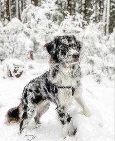 a black and white dog standing in the snow with trees in the backgroud