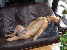 a brown dog laying on top of a leather couch