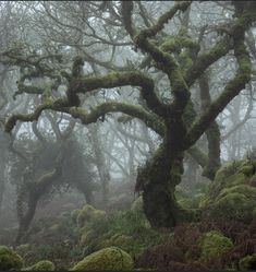 moss covered trees in the middle of a foggy forest