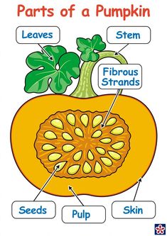 parts of a pumpkin labeled in english and spanish with pictures for each part on the label