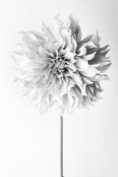 a black and white photo of a large flower