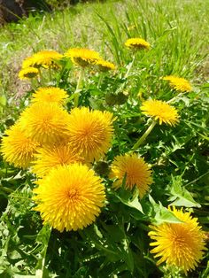 yellow dandelions are growing in the grass