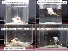 four pictures showing how to use salt in aquariums