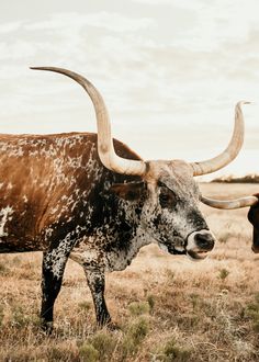 an animal with large horns standing in the grass