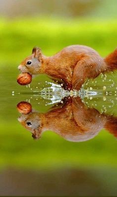 a squirrel is swimming in the water with nuts