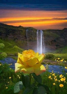 a yellow rose is in the foreground with a waterfall in the background at sunset