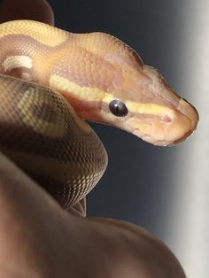 a close up of a person holding a snake