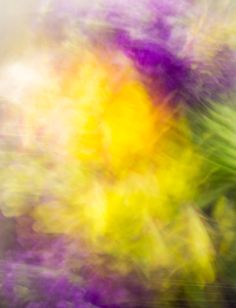 blurry photograph of yellow and purple flowers