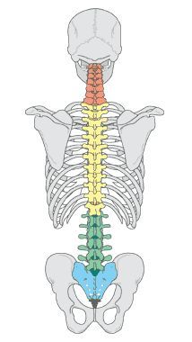 the back view of a human skeleton with bones highlighted in yellow and blue, showing the ribs