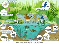 the pond with different types of fish and aquatic life